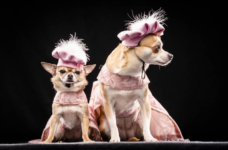 Chihuahua's Dolly, left, and Willow. 