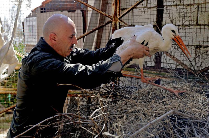 A wounded stork is among the birds being rehabilitated at the Animal Encounter centre. Dr Mounir AbiSaiid started the conservation refuge in his 300 sq m back garden in 1993. AFP