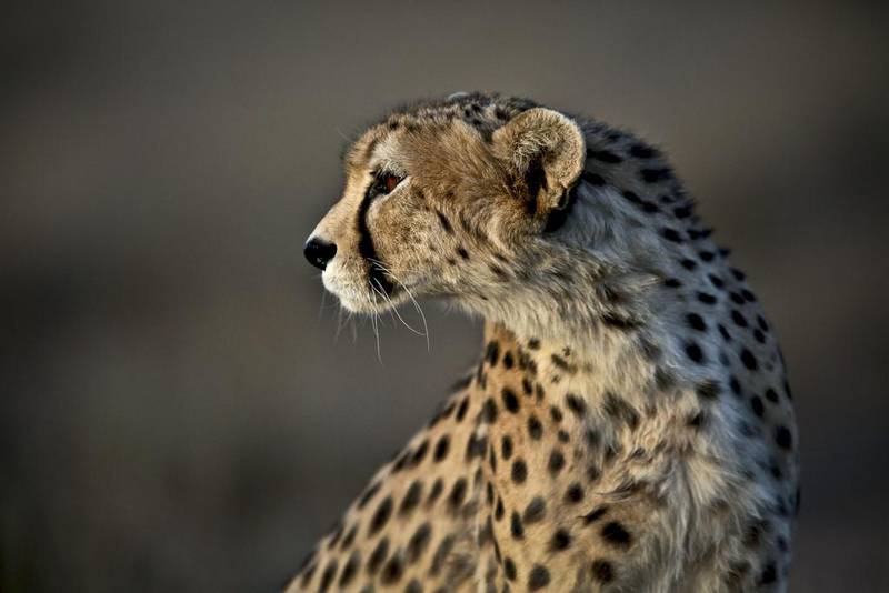 A seven-year-old male Asiatic cheetah, Koushki, at the Miandasht Wildlife Refuge in Jajarm, north-east Iran. Only about 50 cheetahs remain in Iran. AP