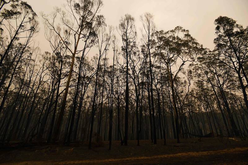 Burnt trees along the Great Alpine road in an area devastated by bushfires in Sarsfield, Victoria. AFP