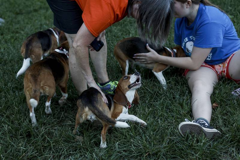Volunteers play rescued beagles at Homeward Trails Animal Rescue. Getty Images / AFP
