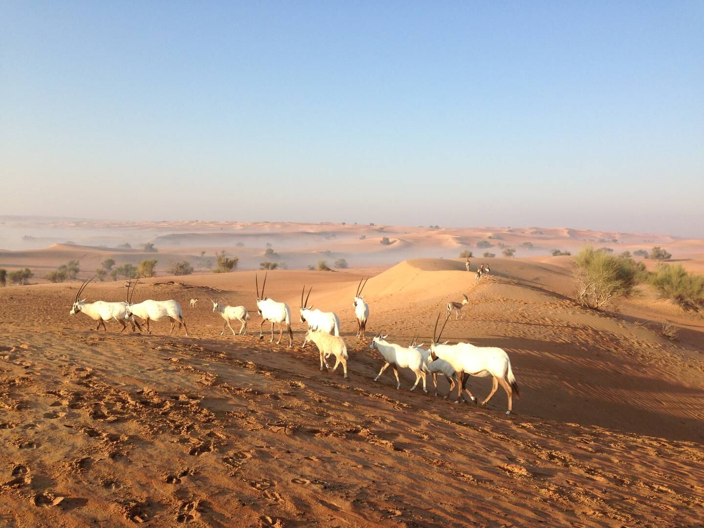 Arabian oryx in the UAE desert. Biosphere Expeditions