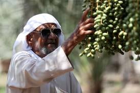 Dates growing on the farm. Qidfa farmer Ahmad Sabir. Qidfa development in Fujairah. Chris Whiteoak / The National