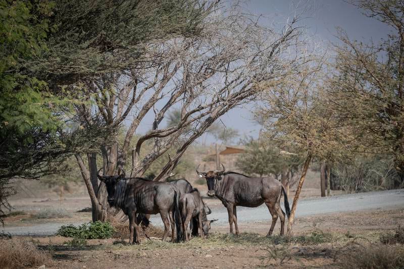 The official opening of the Sharjah Safari Park took place on Thursday, February 17. All photos: Antonie Robertson / The National