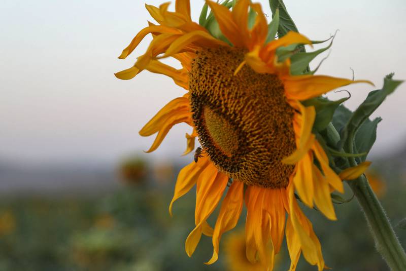 Sunflowers are grown in Iraq's northern autonomous region of Kurdistan.