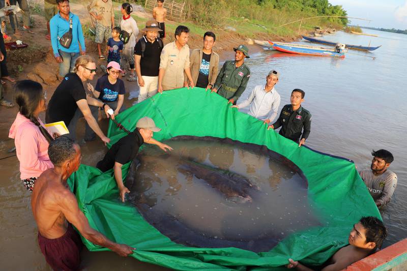 The previous record for a freshwater fish was a 293-kilogram Mekong giant catfish, discovered in Thailand in 2005, the Wonders of the Mekong group said. AFP