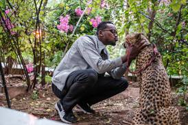 Up until around 10,000 years ago, cheetahs were spread across the African continent and into Asia via the Arabian Peninsula to eastern India. In the pic, an owner cuddles his cheetah, which used to kept as an attraction at a popular restaurant, in the city of Hargeisa, Somaliland. AFP