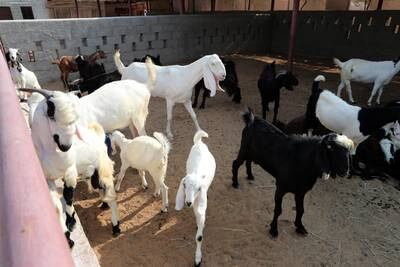 Goats at the Dubai attraction