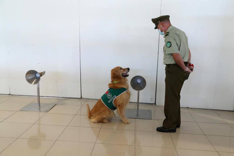 A sniffer dog trained to detect the coronavirus disease works at the international airport of Santiago, Chile. Reuters