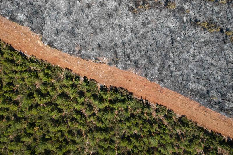A track divides burnt trees from living ones in a forest in the Mugla district. Turkey struggled against its deadliest fires in decades this summer. AFP
