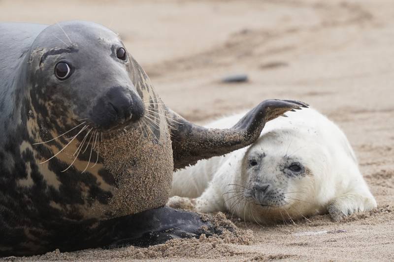 The first new seal pups of the season to be born on the National Trust's Farne Islands were pictured on Wednesday, off the Northumberland coast. PA