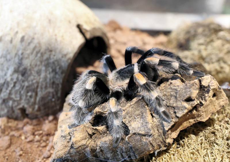 Dubai, United Arab Emirates - July 03, 2019: Mexican red knee tarantula. The Green Planet for Weekender. Wednesday the 3rd of July 2019. City Walk, Dubai. Chris Whiteoak / The National