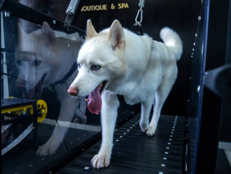 Canines are only allowed to use the machines for 15 minutes on their first couple of trips before gradually increasing to 30 minutes and so on. 