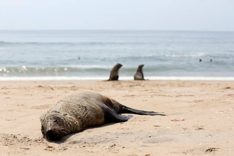 A dead seal lies on a beach near Pelican Point, Namibia. Reuters