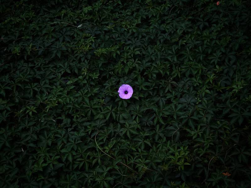 A minimalist image by Peiquan Li won first place in the floral category. Peiquan Li