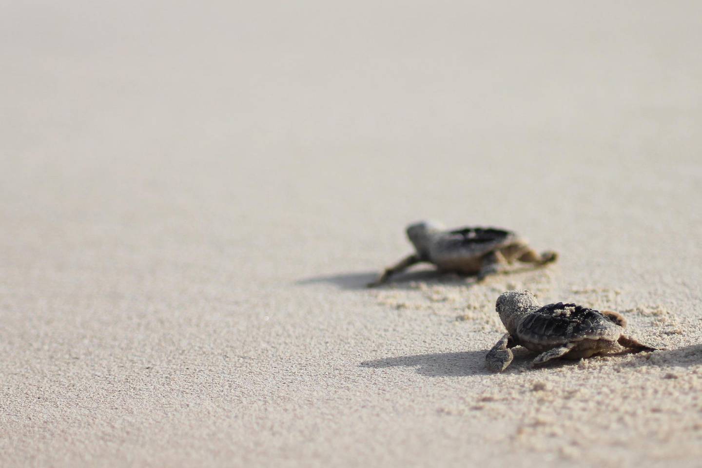 Abu Dhabi, July 6, 2015 ˆTourism Development & Investment Company (TDIC), has announced the successful hatching of the first Hawksbill turtle nest on Saadiyat Beach for this year. Over 80 baby turtles emerged from the nest, which is located adjacent to the Park Hyatt Abu Dhabi Hotel and Villas on Saadiyat Beach.
 
Dr Nathalie Staelens, Head of Environmental Services at TDIC, said: „We are very happy that the eggs ˆ which are from this season‚s first batch ˆ have hatched safely. 

Courtesy TDIC  *** Local Caption ***  on07jl-turtles2.JPG