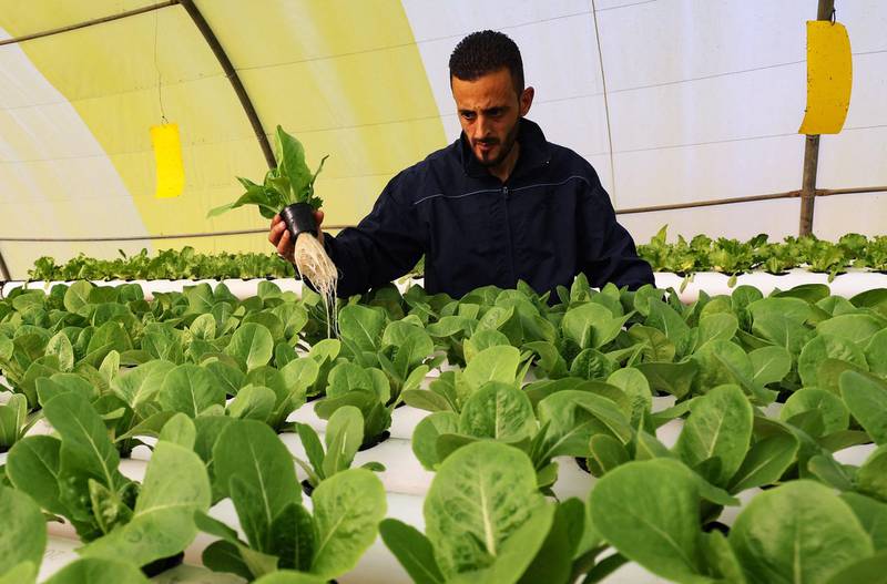 Hydroponic farming is taking off in the deserts of Libya. Here, farmer Mounir inspects lettuces growing without soil in a greenhouse in Qouwea, about 40 kilometres east of the capital Tripoli. AFP