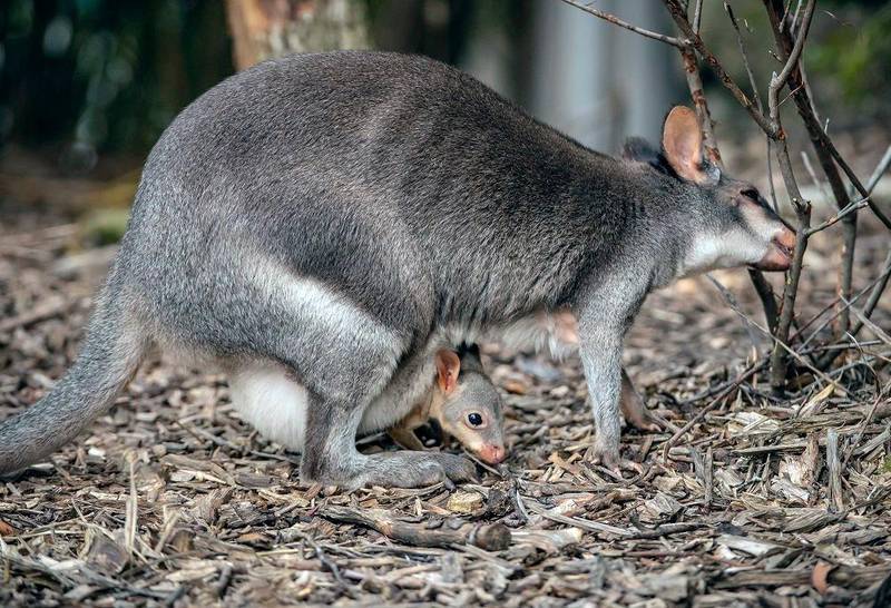 Dusky pademelon Styx eats with her joey in her pouch, at Chester Zoo in Chester, England. Chester Zoo via AP