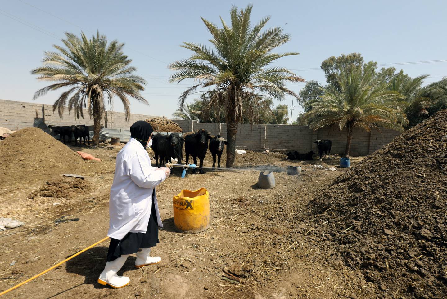 An Iraqi veterinary worker sprays buffalo with insecticide in Taji town, northern Baghdad. The Congo fever is tick-borne and can cause death in humans. EPA