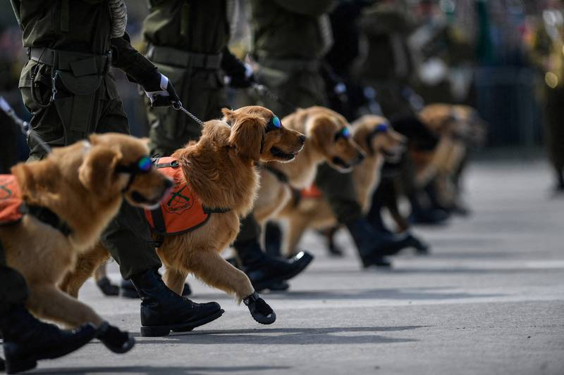 Police dogs march at an annual military parade at Bernardo O'Higgins Park in Santiago, Chile. Reuters