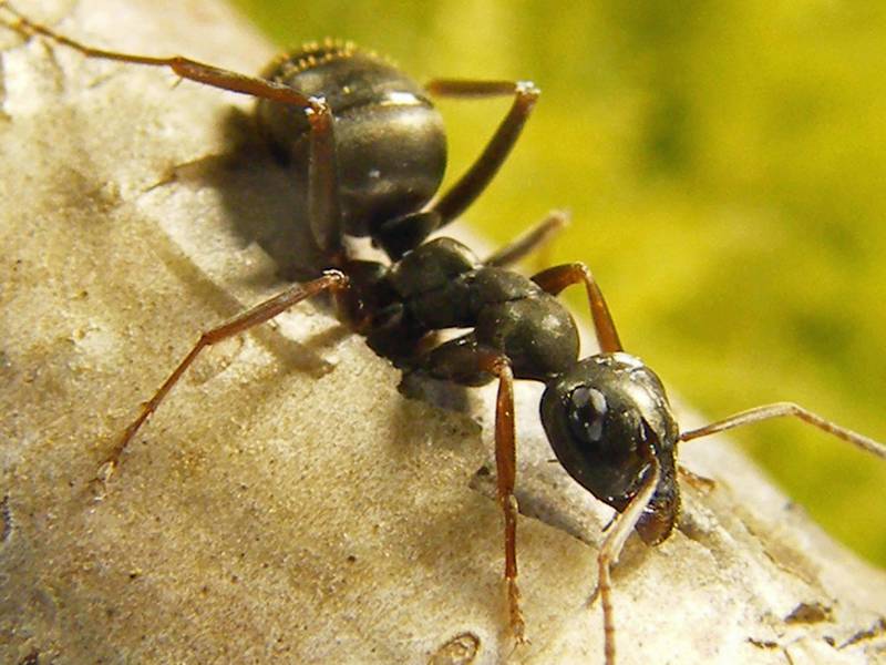Researchers believe ants can discern the scent of cancer in urine. PA