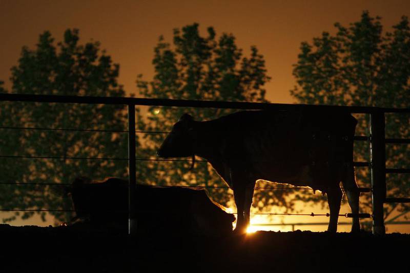 Dairy cattle are lit from behind by the glow of gas being flared as waste from the Monterey Shale formation. David McNew / Getty Images / AFP
