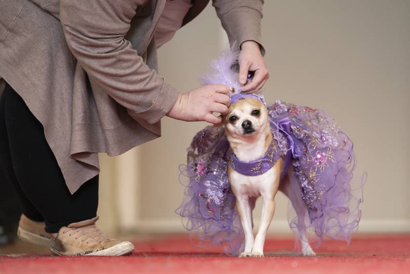 A dog walks during the Hollywood (A day at the Oscars) themed Furbabies Dog Pageant. 