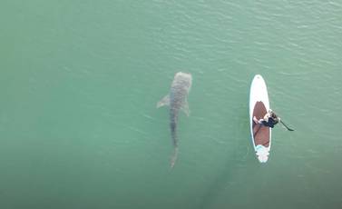 Christian Bildsten shot this drone footage of him paddle boarding as a shark circled him on Raha Creek near the Aldar building. Courtesy: Christian Bildsten 