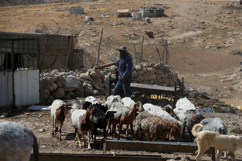 A Palestinian shepherd tends to his livestock in the rural West Bank area.