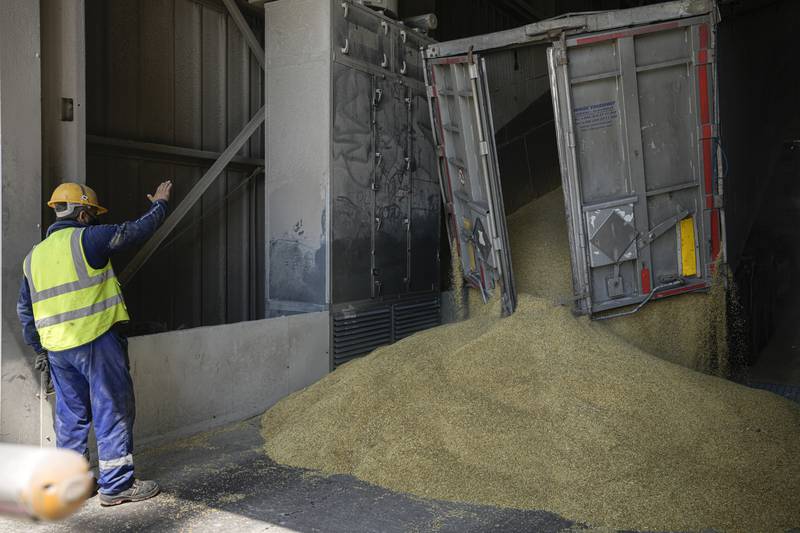 An employee of the grain-handling company Comvex oversees the unloading of cereals from a lorry in the Black Sea port of Constanta, Romania. AP
