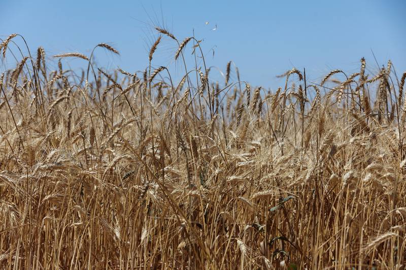 Russia’s invasion of Ukraine in February has also been detrimental, with the war there hindering the country’s ability to export wheat. About 80 per cent of Lebanon’s wheat came from Ukraine prior to the invasion. Reuters