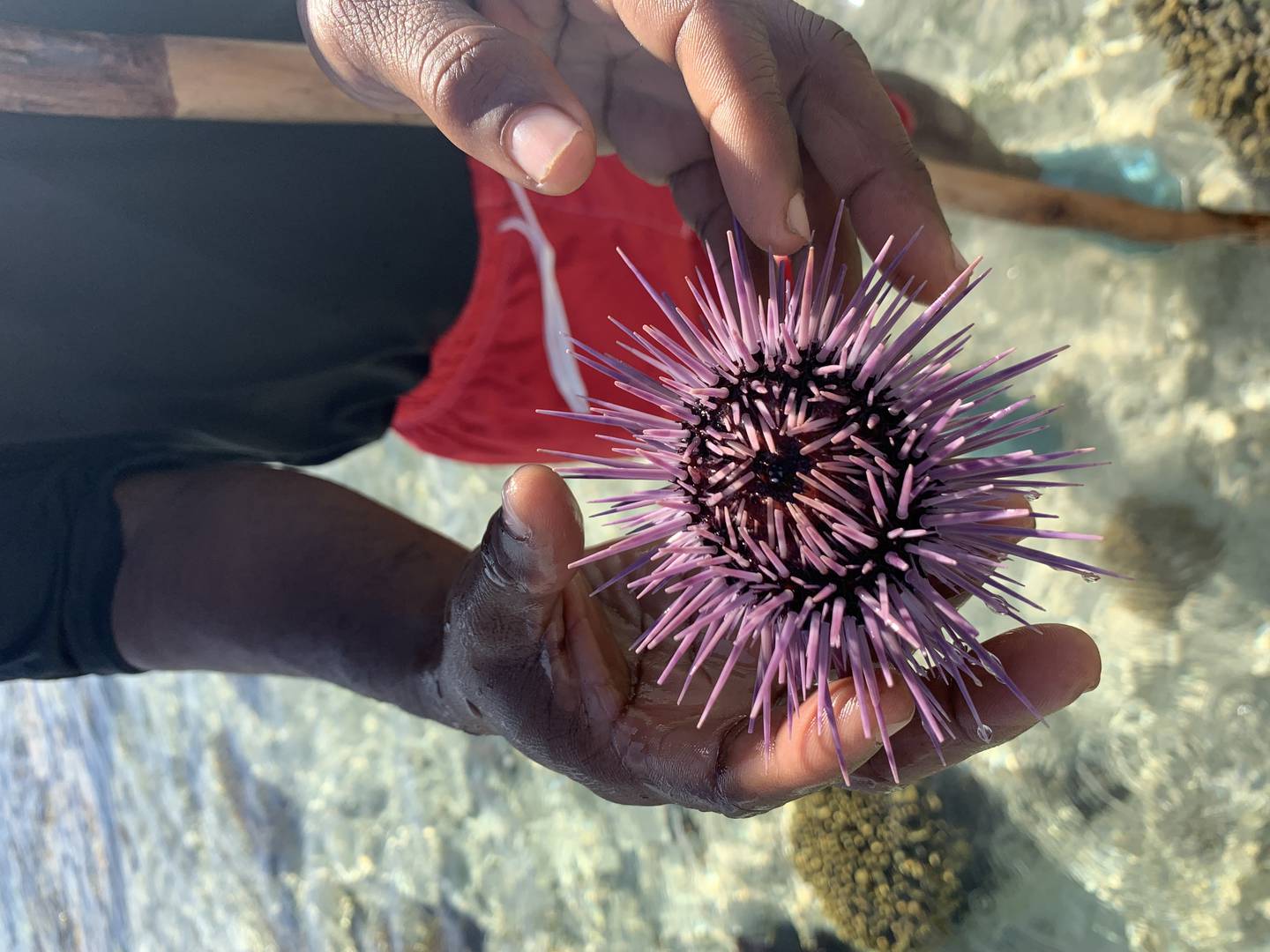 A morning reef walk yields impressive marine life-spotting opportunities. The Zanzibar Collection