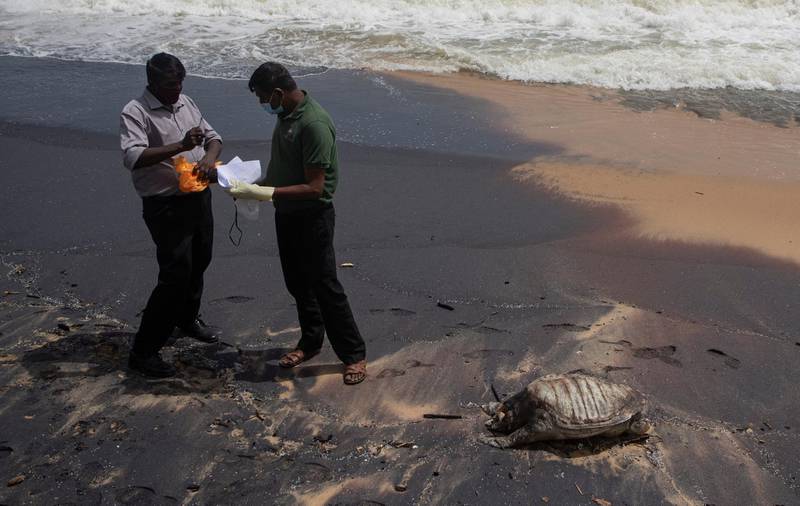 Sri Lankan wild life workers prepare to remove decomposed remains of a turtle lies on a beach polluted following the sinking of a container ship that caught fire while transporting chemicals off Kapungoda, outskirts of Colombo, Sri Lanka, Monday, June 21, 2021. AP