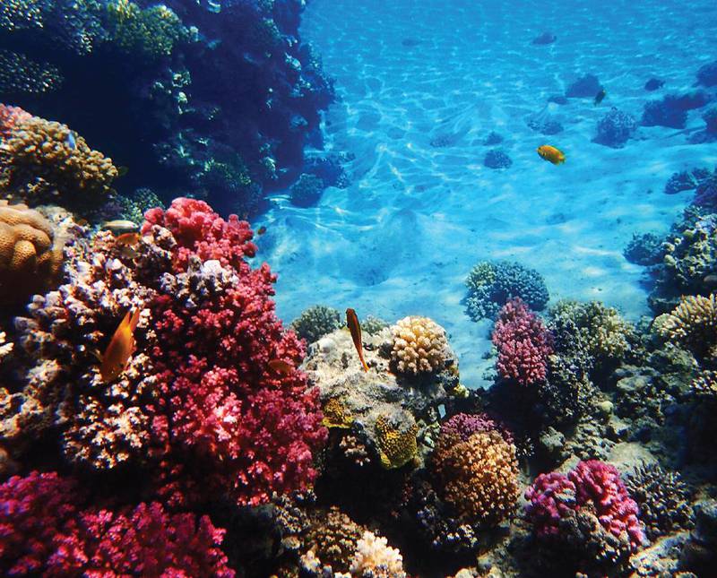 A colourful coral reef, as seen from The Floating Seahorse properties. Courtesy The Heart of Europe 
