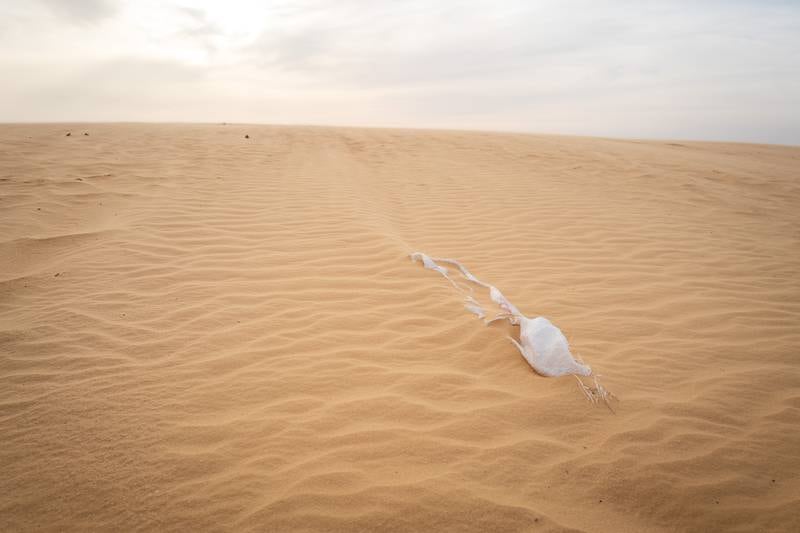 A plastic feed sack in the Sahara outside of Chot el Jerid, Tunisia.