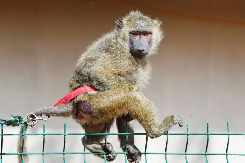 A monkey sits atop a fence at the Diab farm in Tripoli, Libya. Conservation is part of the work done at the property in Tajoura suburb. Reuters