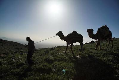 Hasan Bacak descends a hill with two camels near the village of Kazimkarabekir, south Turkey, on May 16, 2016. Bram Janssen/AP Photo