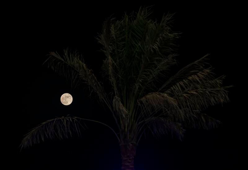 The Hunter's Moon passes a palm tree in Abu Dhabi. Photo: Chris Whiteoak / The National