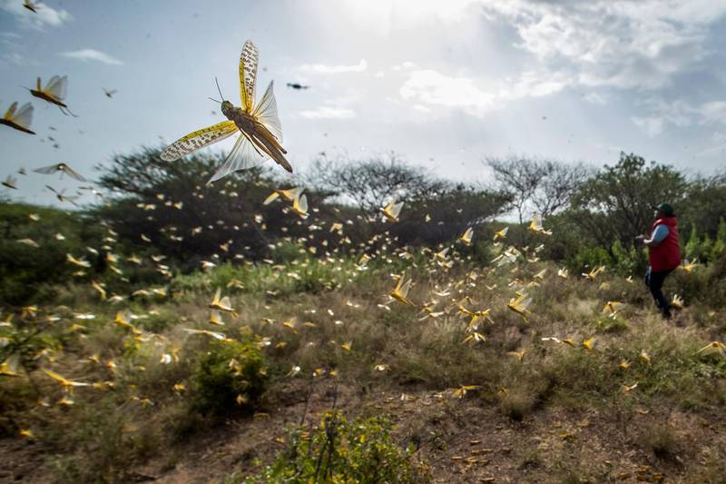 Desert locusts jump up from the ground and fly away as a cameraman walks past, in Nasuulu Conservancy, northern Kenya. AP Photo