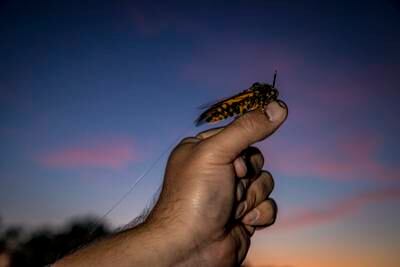 Scientists have tracked hawkmoths for up to 80 kilometres — the longest distance over which any insect has been continuously monitored in the wild. All photos: Christian Ziegler / Max Planck Institute of Animal Behaviour