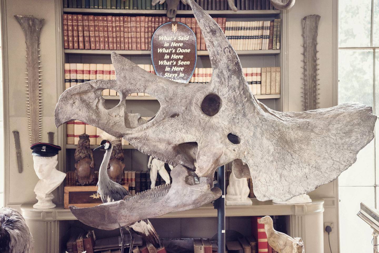 Lot 186: the skull of a triceratops. Courtesy Dreweatts