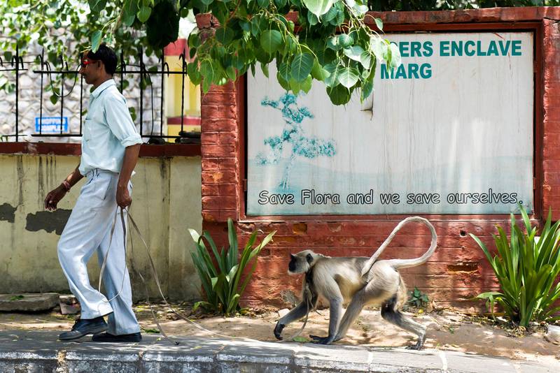 Thursday 16th May 2013, New Delhi, India. Murari a Monkey Catcher walks on the roadside with his pet Langur monkey named 'Mangal Singh' having just exited the grounds of a government building, in Chanakyapuri, New Delhi, India on Thursday 16th May 2013. Murari is paid to patrol the grounds of buildings with Mangal Singh to drive away Rhesus Macaque monkeysIn New Delhi Rhesus Macaque monkeys are known to snatch food, rifle through files and tear up papers in government offices, and bite people on the street. The monkeys have terrorised Delhi and parts of Northern India for a long time. In 2007, the deputy Delhi mayor fell to his death from his first-floor balcony trying to fight off marauding monkeys.PHOTOGRAPH BY AND COPYRIGHT OF SIMON DE TREY-WHITE+ 91 98103 99809email: simon@simondetreywhite.com