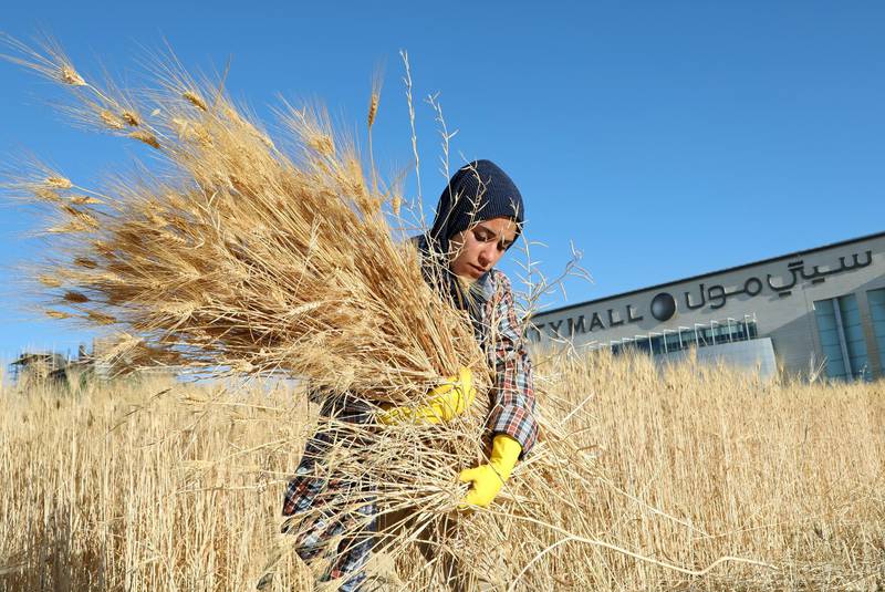 A woman harvests wheat near a shopping mall in Amman, Jordan. Reuters
