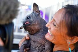 Mr Happy Face takes worst in show at World's Ugliest Dog Contest