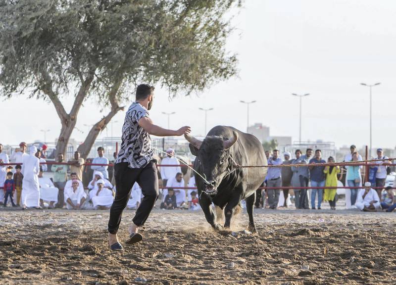 FUJAIRAH, UNITED ARAB EMIRATES- A bull running after a man at bull fighting in Fujairah corniche.  Leslie Pableo for The National