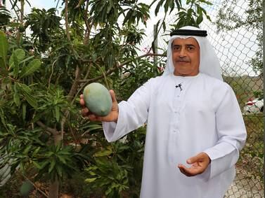 UAE farmers innovate to overcome climate change challenges