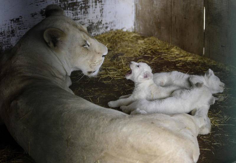Three newborn white lions with their mother in their enclosure at Skopje Zoo, North Macedonia.  AFP
