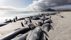 500 pilot whales die in mass strandings on islands off New Zealand