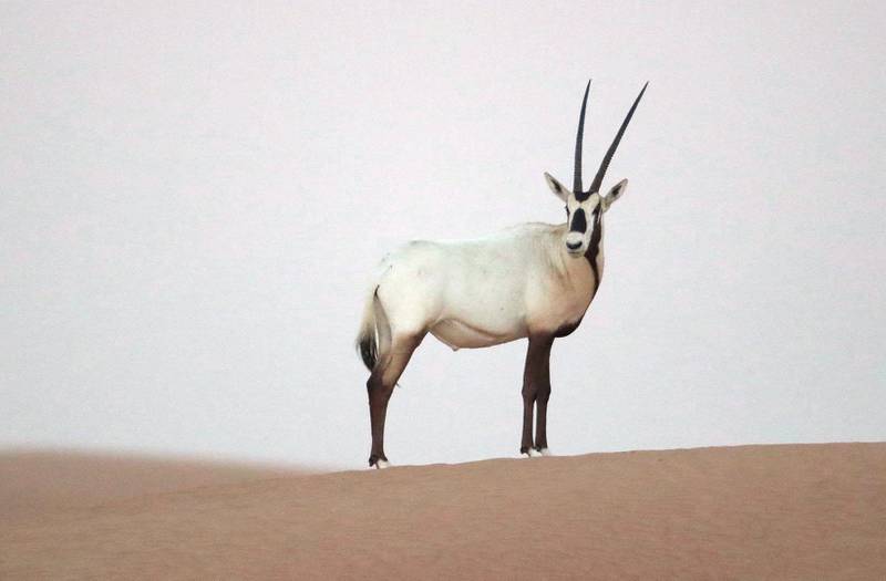 The reserve teems with wildlife, including the Arabian oryx, pictured, and Arabian Gazelle  WAM