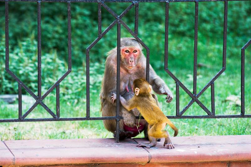 Thursday 16th May 2013, New Delhi, India.  A female Rhesus Macaque monkey with baby  inside the grounds of Sharma Shakti Bhavan, a government building in New Delhi, India on Thursday 16th May 2013. In New Delhi Rhesus Macaque monkeys are known to snatch food, rifle through files and tear up papers in government offices, and bite people on the street. The monkeys have terrorised Delhi and parts of Northern India for a long time. In 2007, the deputy Delhi mayor fell to his death from his first-floor balcony trying to fight off marauding monkeys. Monkey catchers with pet Langur monkeys have traditionally been used to scare away the Macaques, but now the wildlife ministry has ordered Langurs, a protected species of monkeys, to be sent back to the wild after the 31st May 2013PHOTOGRAPH BY AND COPYRIGHT OF SIMON DE TREY-WHITE+ 91 98103 99809email: simon@simondetreywhite.com